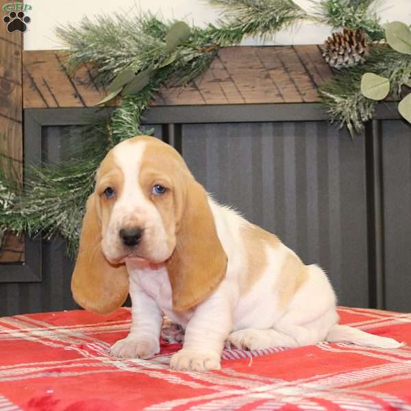 Skittles, Basset Hound Puppy